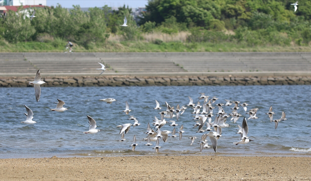 水鳥さん　飛翔シーン