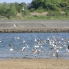 水鳥さん　飛翔シーン