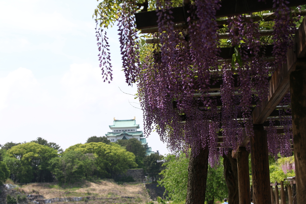 藤の花