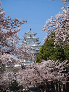 桜の姫路城