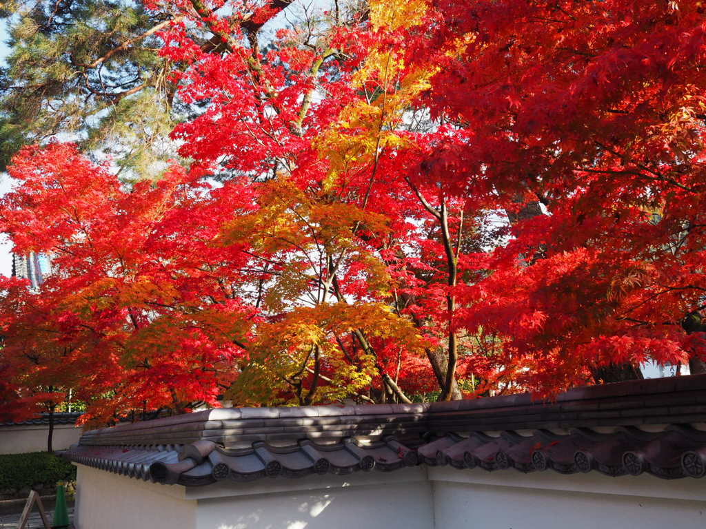 永観堂の紅葉