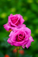 ピンクの薔薇
