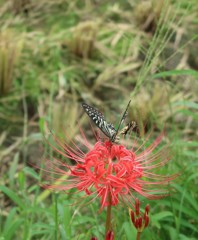 風に揺れる花 舞う蝶々