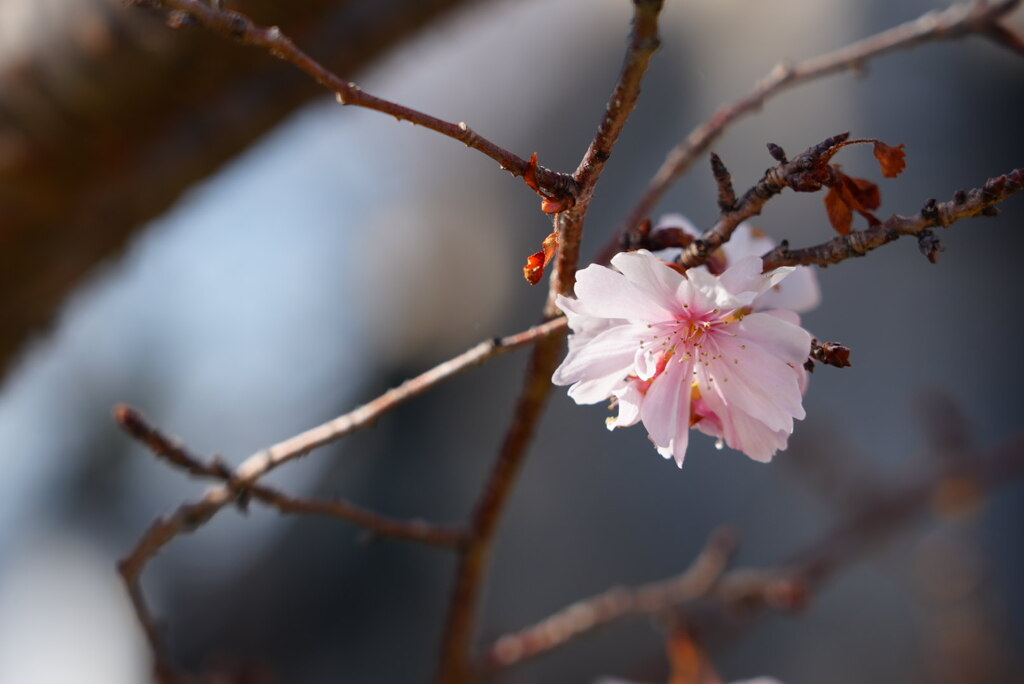 冬桜