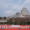 桜を愛でる。