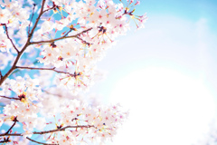 桜空