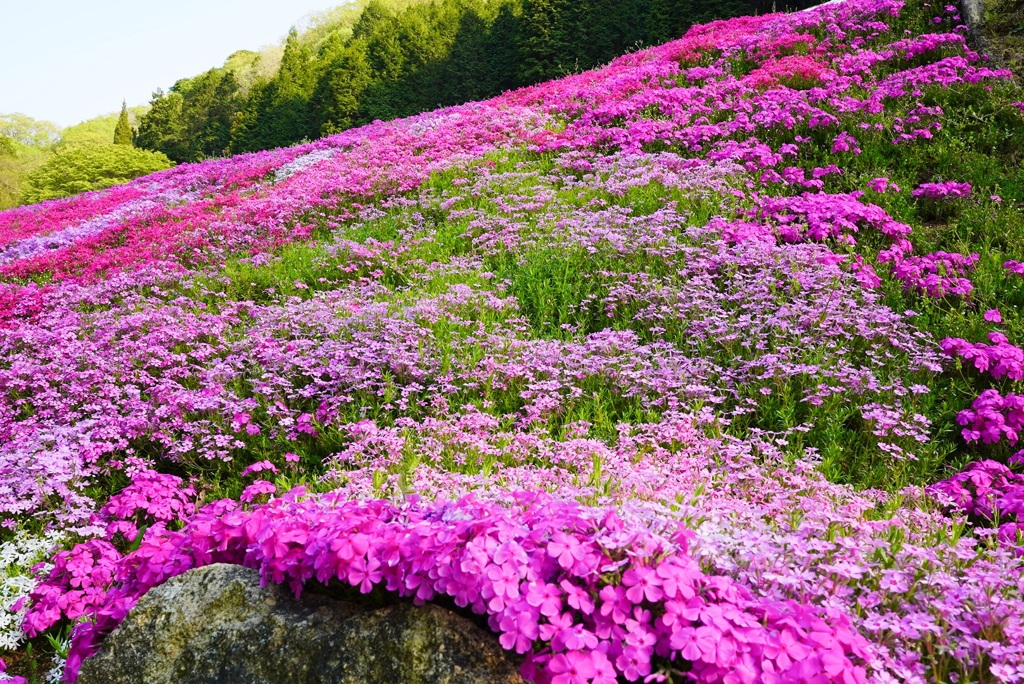 芝桜の小道より