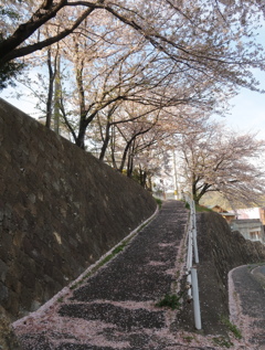 桜の坂道