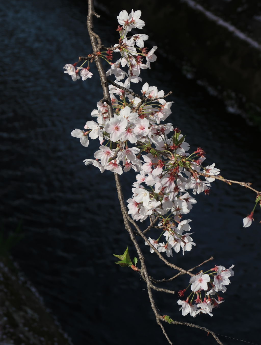なごり桜