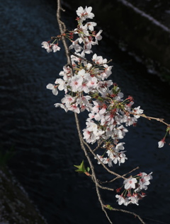 なごり桜