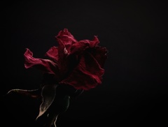 薔薇のように咲いて 桜のように散って