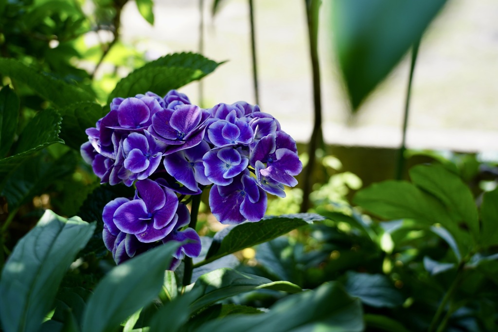 紫　紫陽花