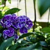 紫　紫陽花
