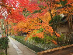 晩秋の京都 哲学の道