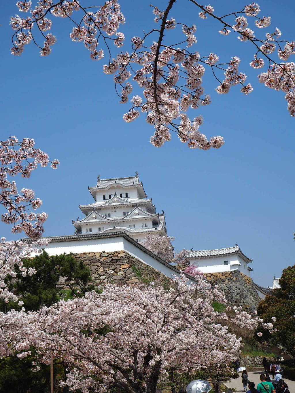 花満開の姫路城