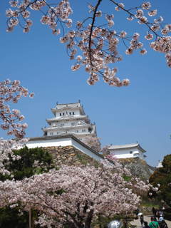 花満開の姫路城