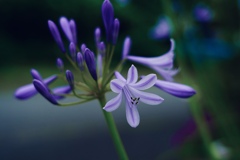 夏の花