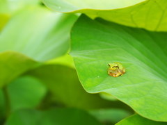 お早うございます。 ペコッ。