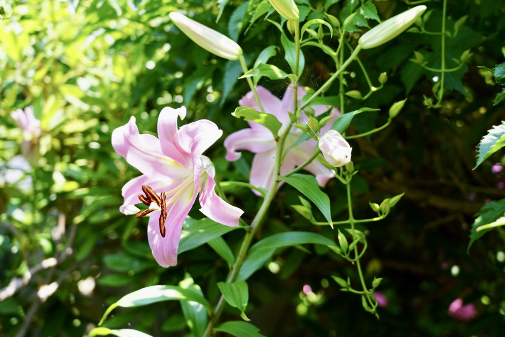 桃百合