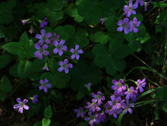 路地に咲く花