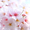 花は咲く