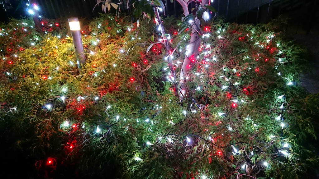 植え込みのイルミ