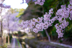 京都の桜を満喫