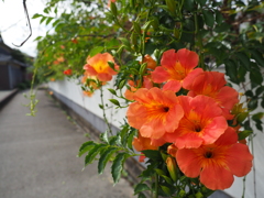 花の寺