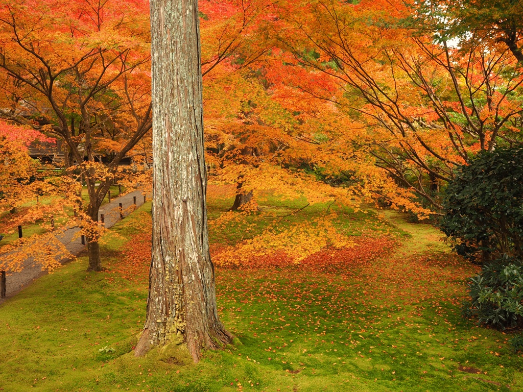 苔と紅葉