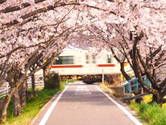 桜のトンネルから