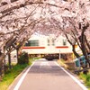 桜のトンネルから