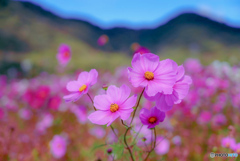 秋の花園