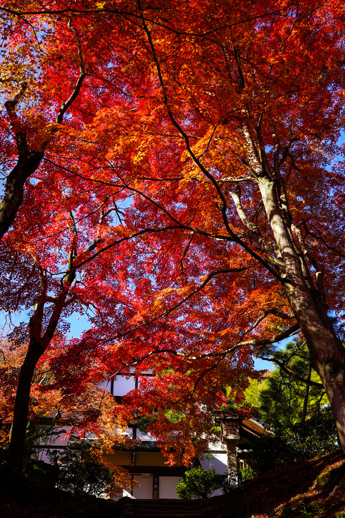 嵯峨野の紅葉