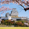 桜の白鷺城