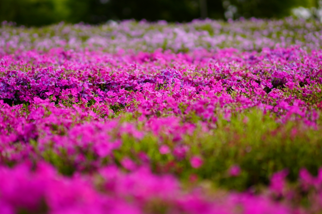 芝桜