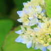 紫陽花