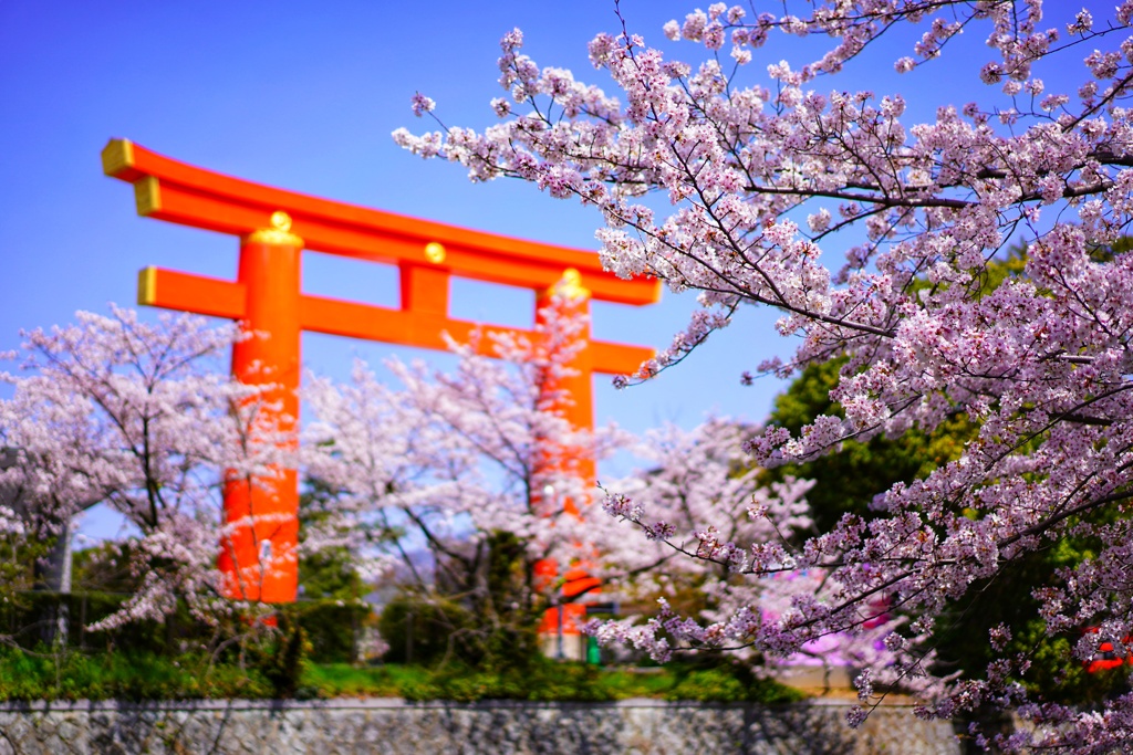 京都の桜を満喫