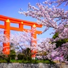 京都の桜を満喫