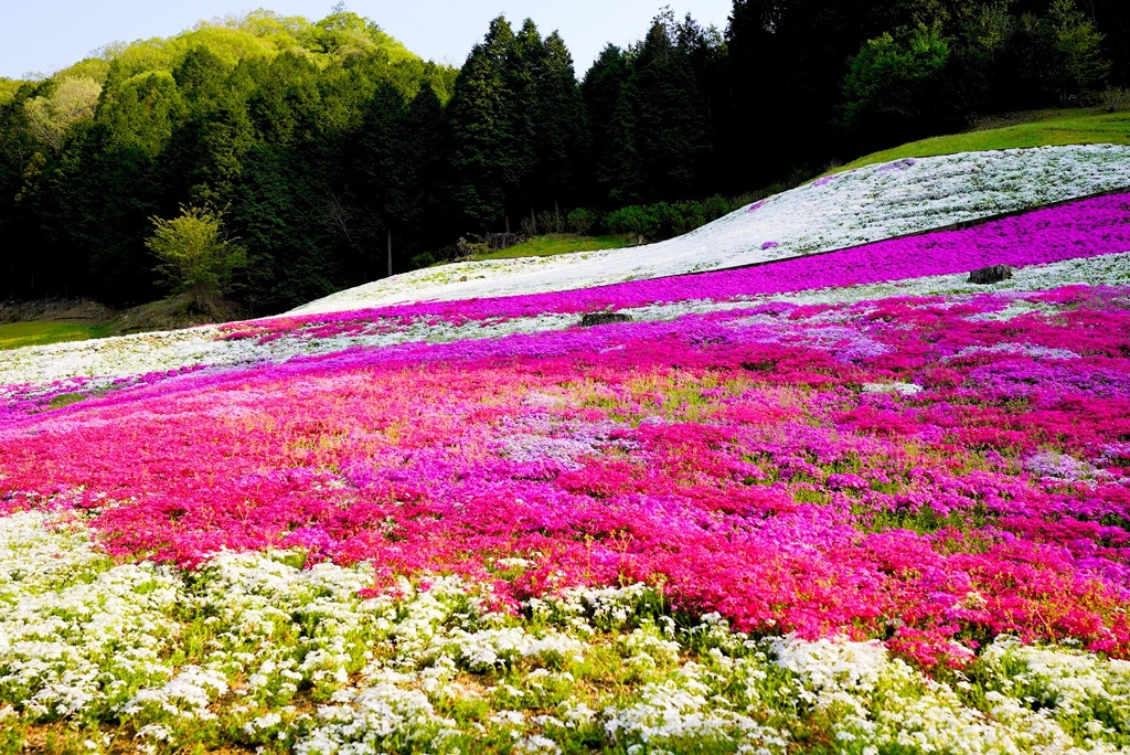 芝桜の小道より