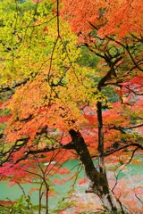 京の秋　嵐山