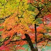 京の秋　嵐山