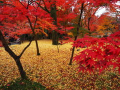 京の紅葉巡り