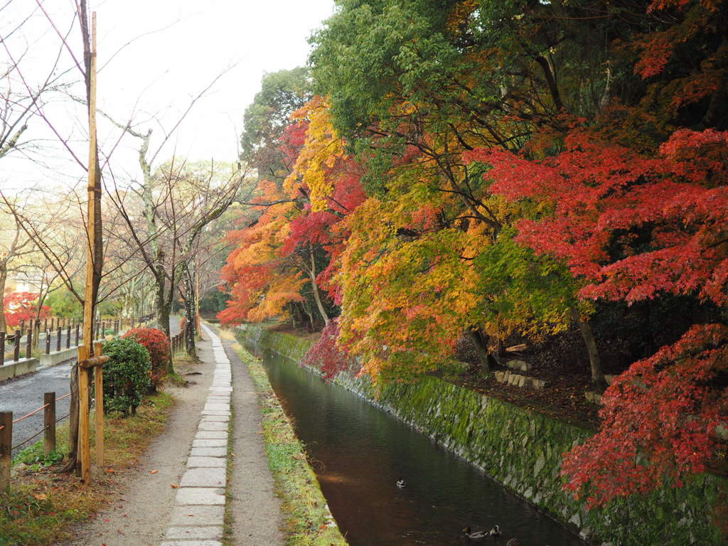 紅葉三昧の小径