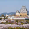春爛漫の姫路城
