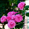 ピンクの薔薇
