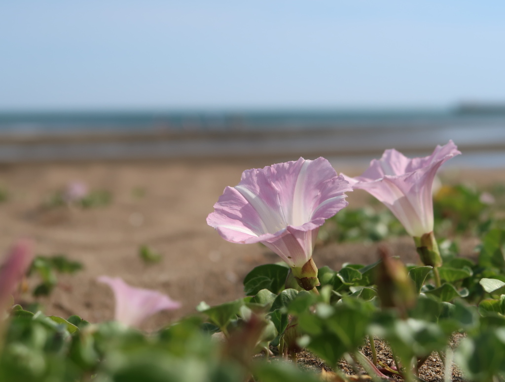 初夏の浜辺