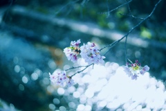 なごり桜