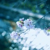 なごり桜