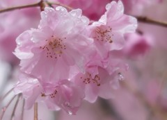 桜雨