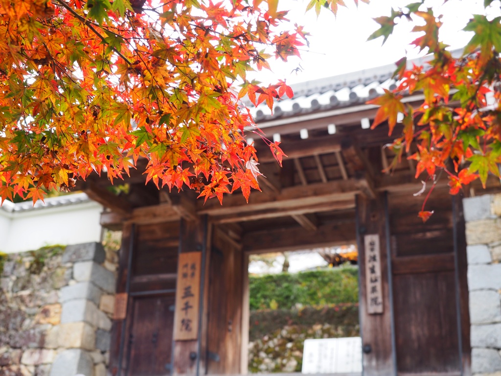 洛北の紅葉